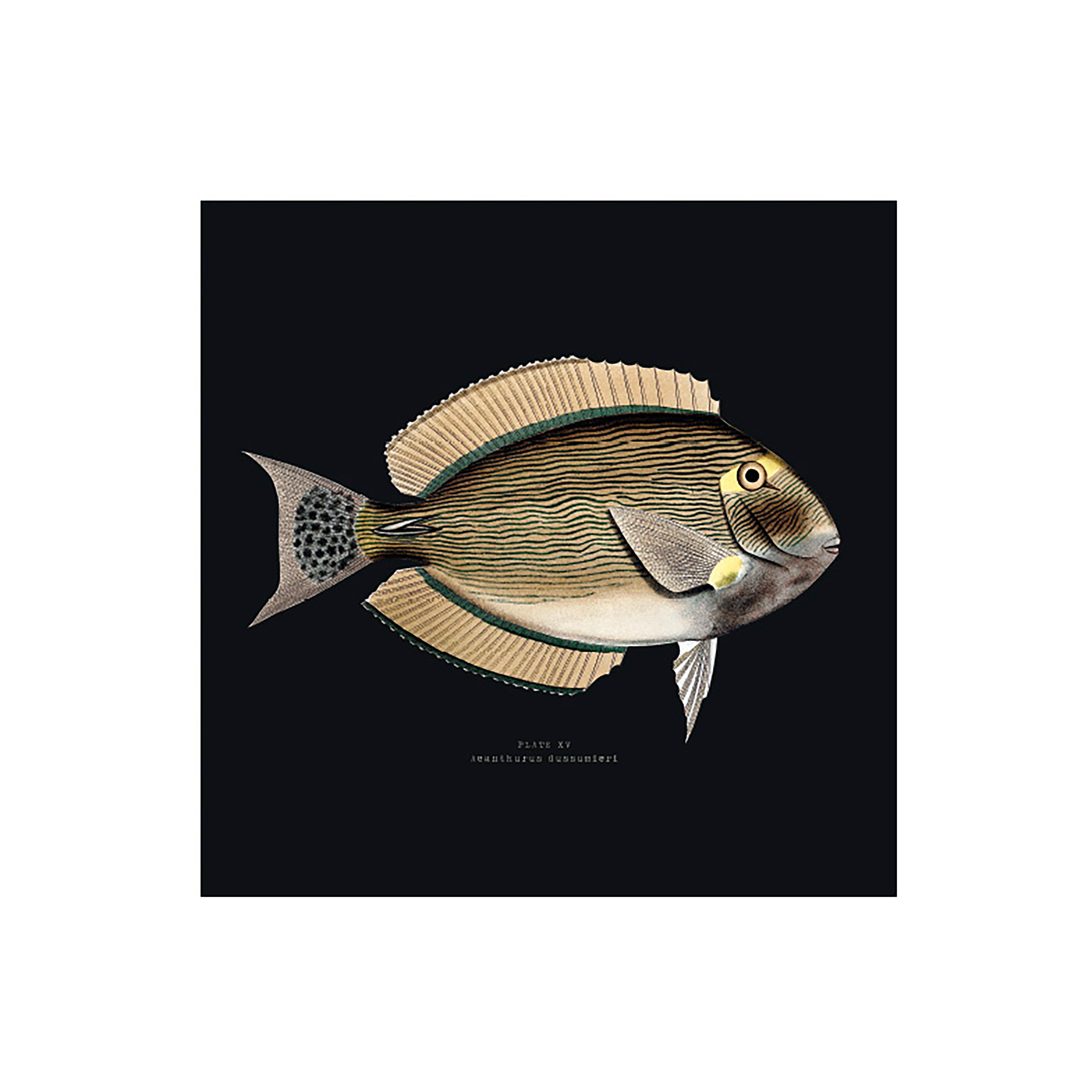 Lot de 6 dessous de verre vinyle Curiosity