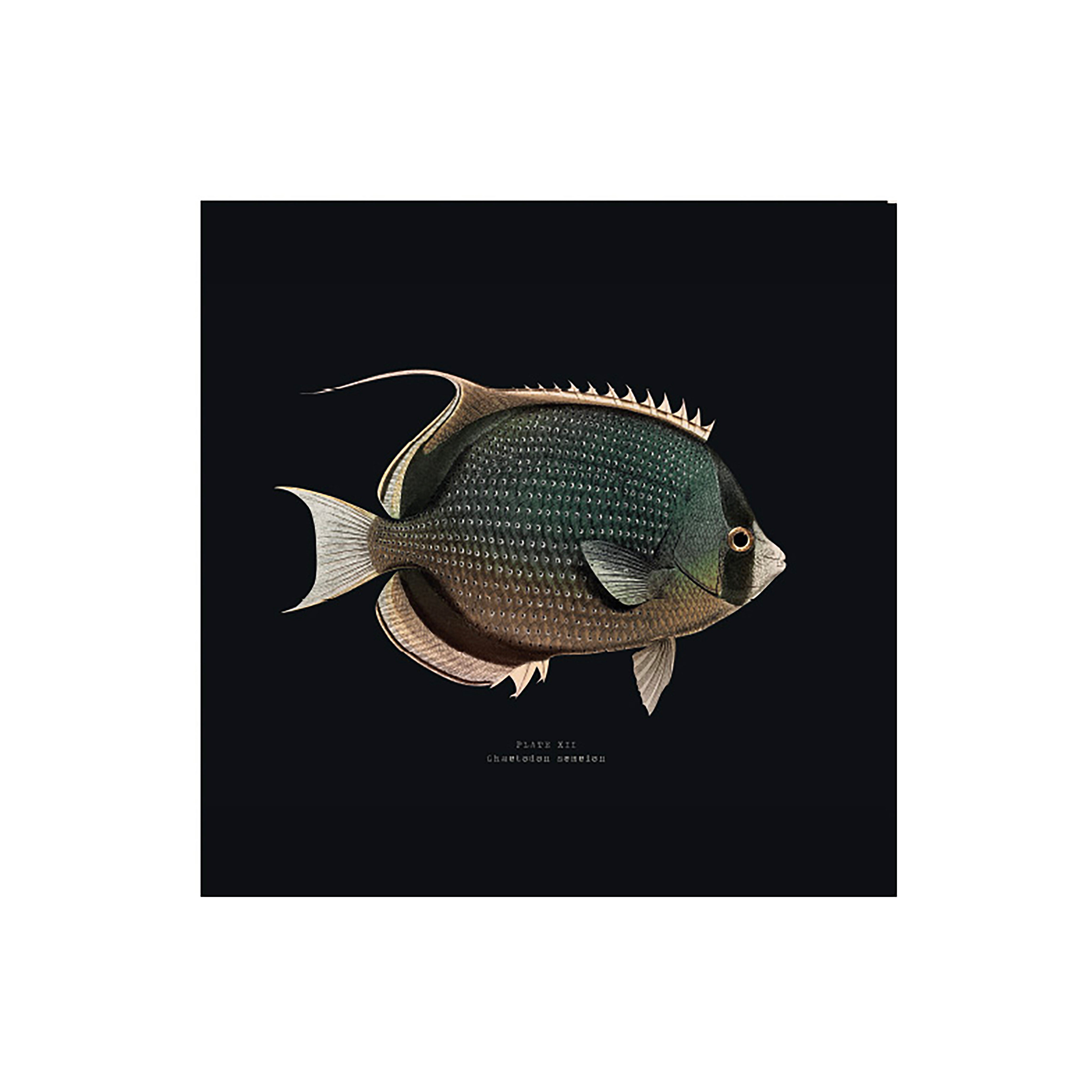 Lot de 6 dessous de verre vinyle Mystery