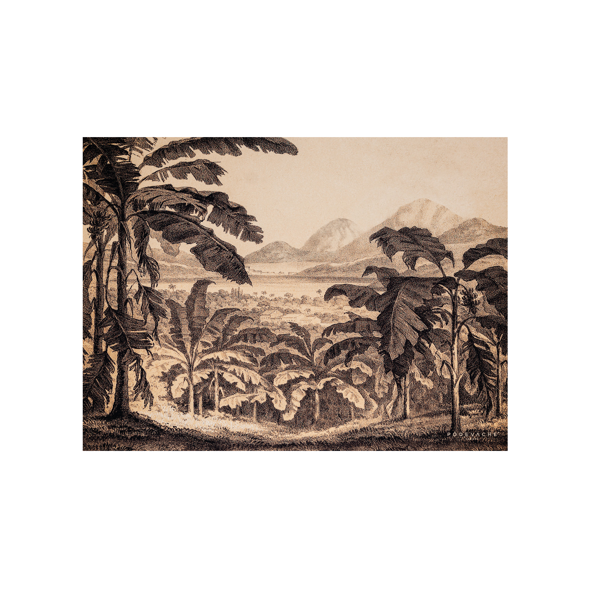 Set De Table Vinyle Jungle Tia