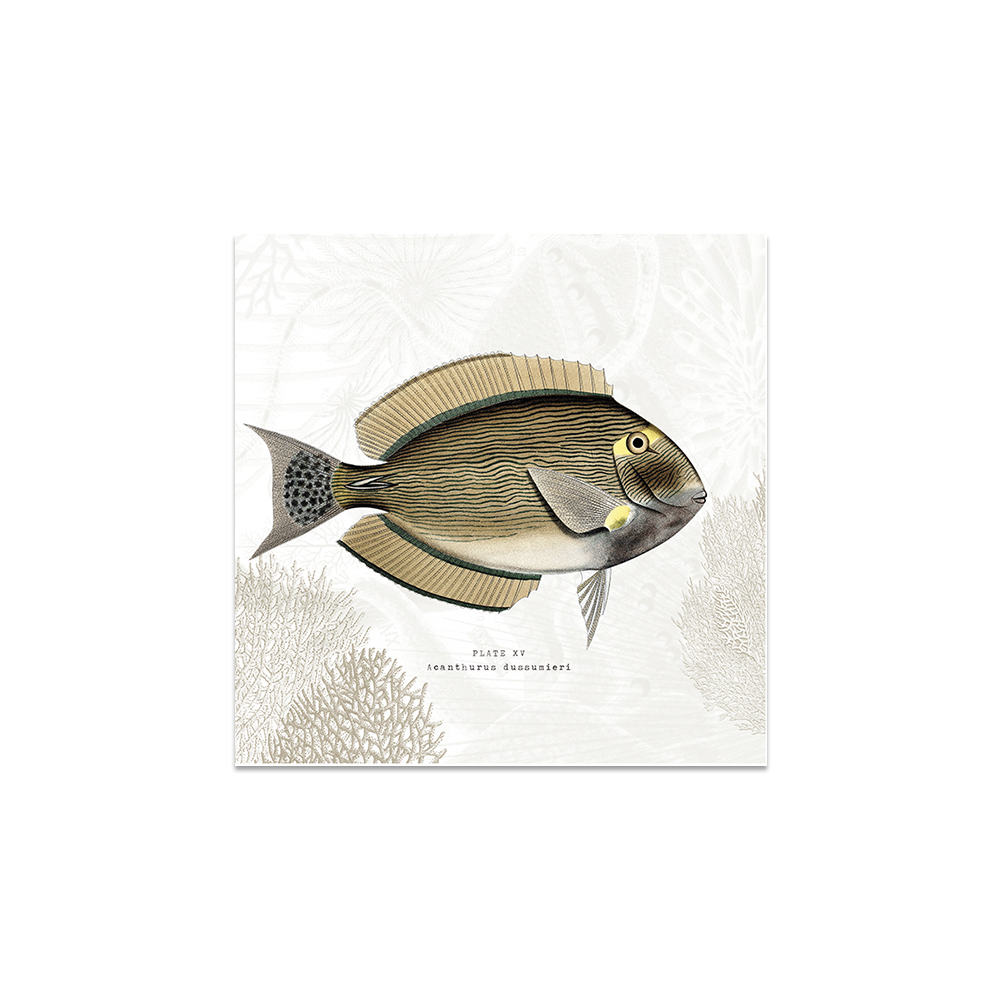 Lot de 6 dessous de verre vinyle Anglade