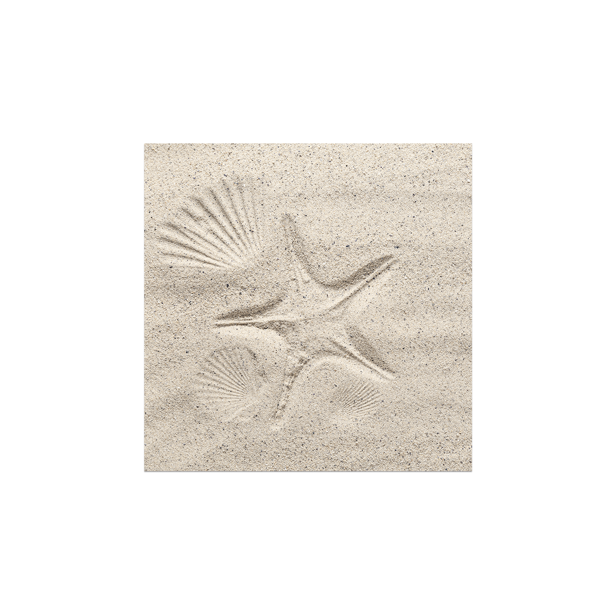 Lot de 6 dessous de verre vinyle Asteroidea