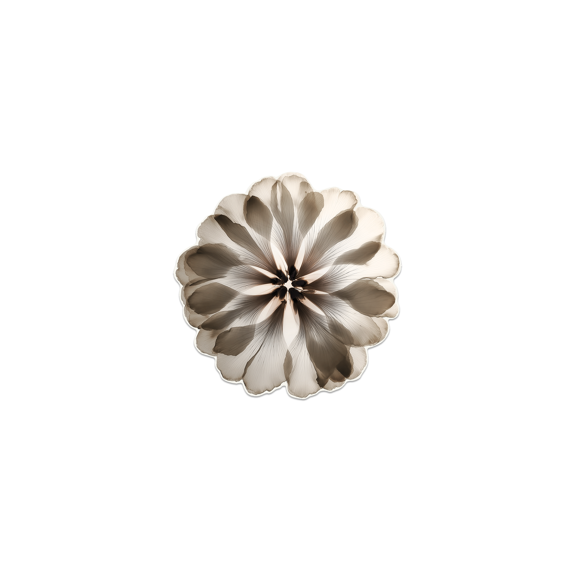 Lot de 6 dessous de verre Vinyle Floral Corollau