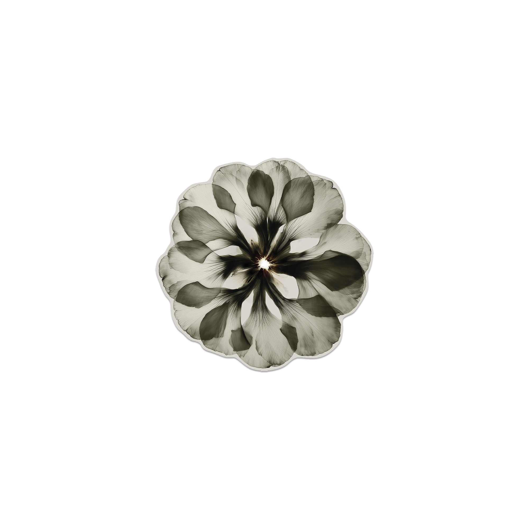 Lot de 6 dessous de verre Vinyle Floral Corollai