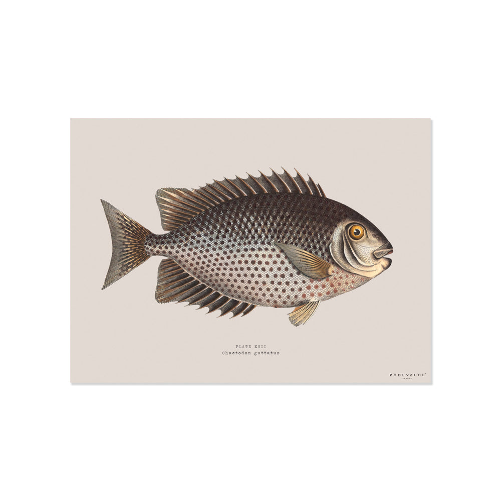 Set de table vinyle Chirala