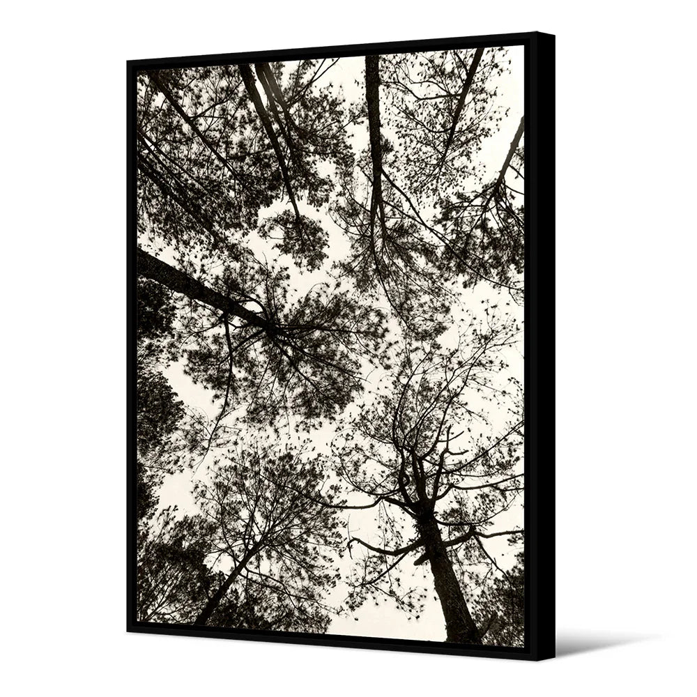 Tableau Canopee