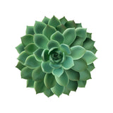 Dessous de verre en vinyle rond — modèle Cactus, motif jungle