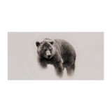 Tapis vinyle Bear