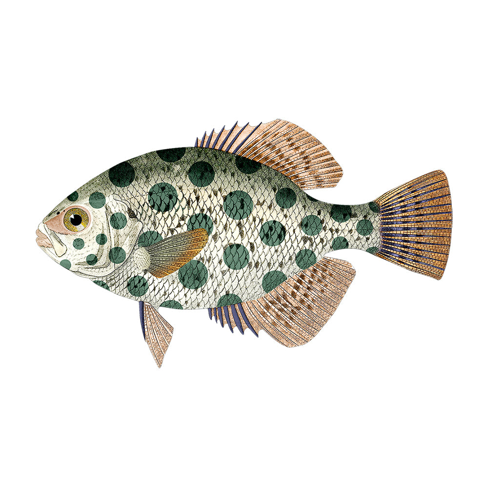 Poisson PVC Betania