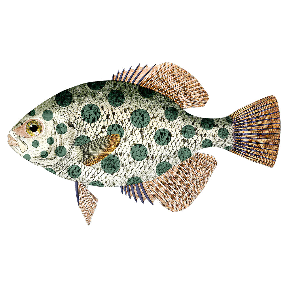 Poisson PVC Betania