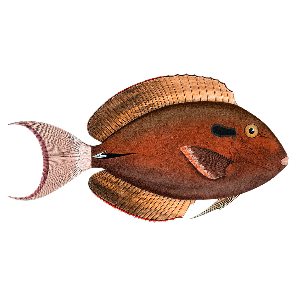 Poisson PVC Alvaro