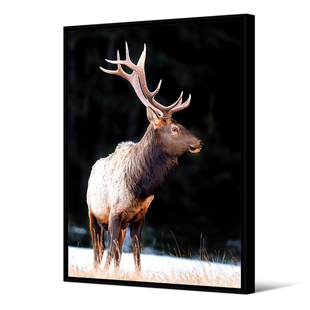 Tableau Cerf Moschus