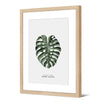 Image encadrée en papier — modèle Monstera