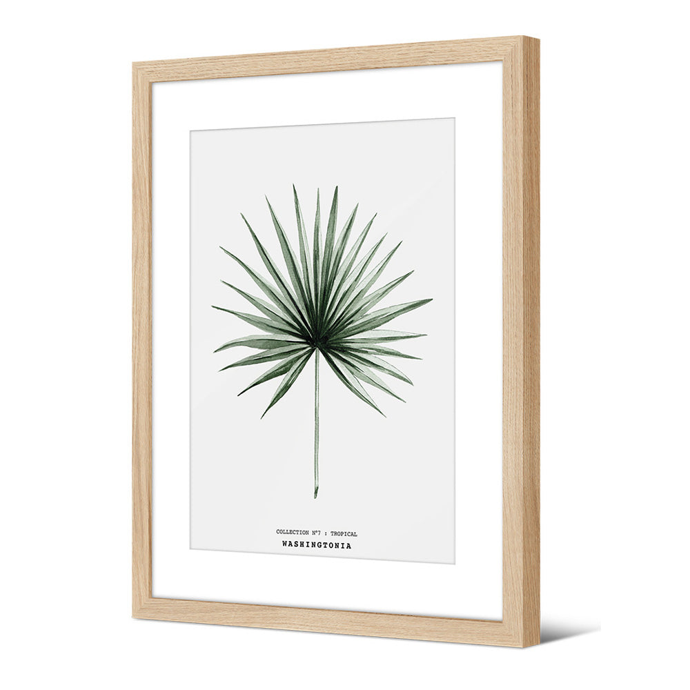 Framed picture Washingtonia