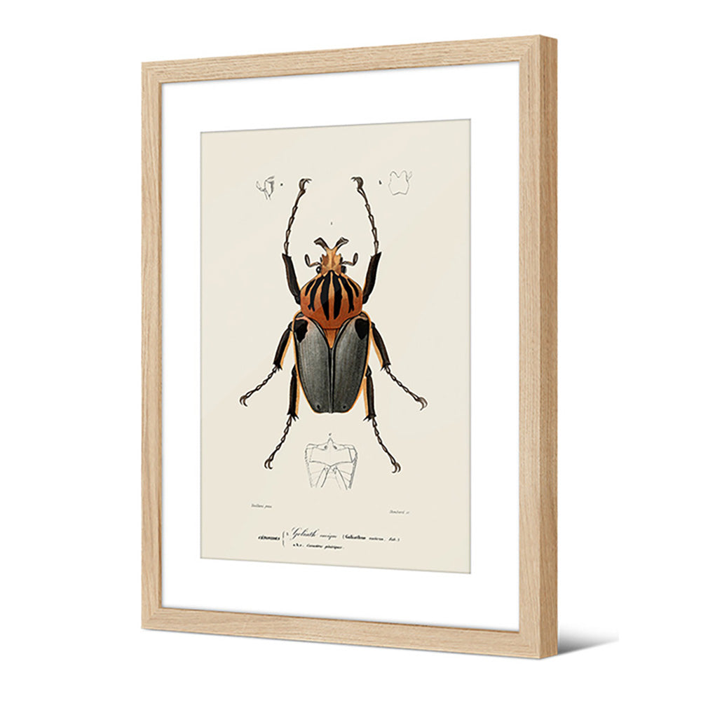 Framed Picture Royal Beetle