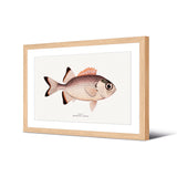 Image encadrée en papier — modèle Myripristis