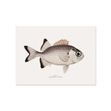 L'imprimé poisson de ce set de table aux couleurs rétro donnera un style tendance à votre décoration de table !
